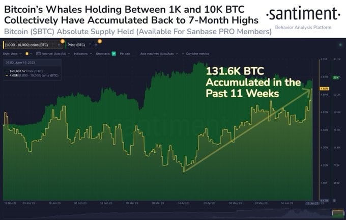 Bitcoin’s whales have accumulated 131.6 BTC in the past 11 weeks